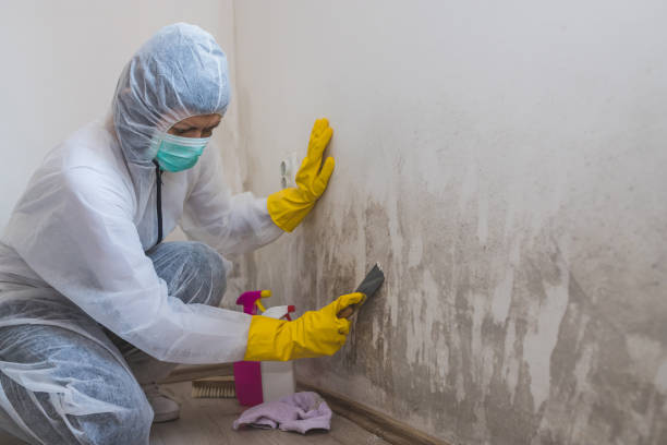 Best Mold Damage Restoration  in Indialantic, FL