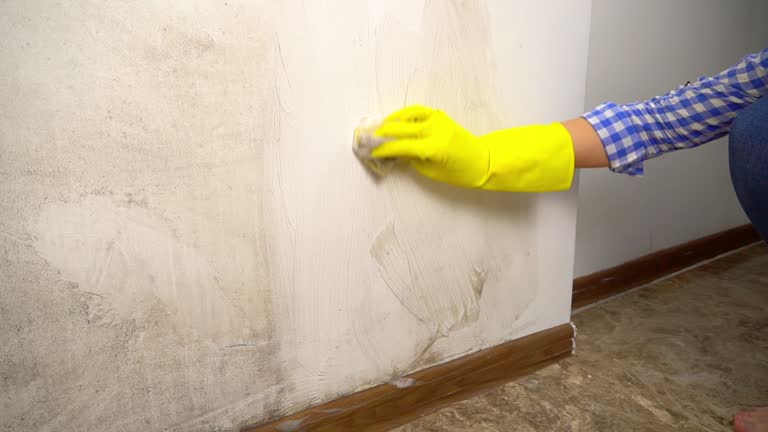 Professional Mold Removal in Indialantic, FL