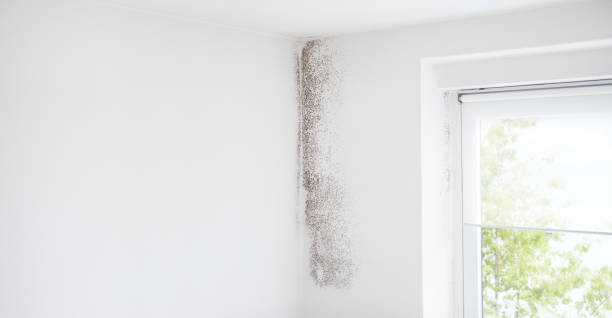 Best Black Mold Removal  in Indialantic, FL