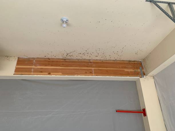 Best Post-Construction Mold Inspection  in Indialantic, FL
